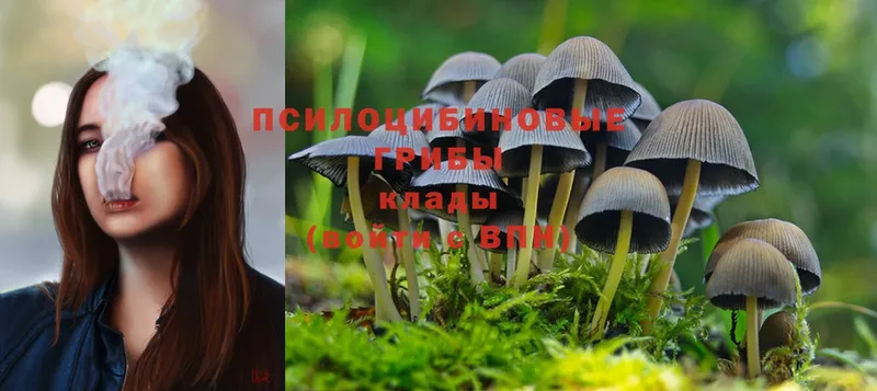 дарнет шоп  Северск  Галлюциногенные грибы MAGIC MUSHROOMS 